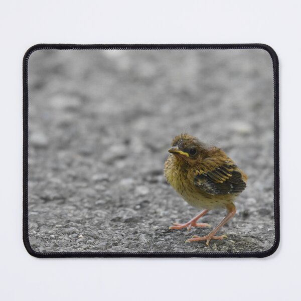 Item preview, Fledgling Ovenbird Photo designed and sold by LauraWolfArtist.