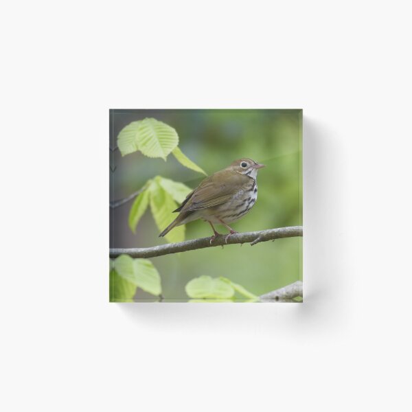 Ovenbird Photo Acrylic Block