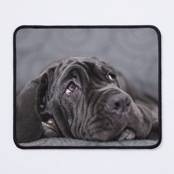 Item preview, Black female Neapolitan Mastiff puppy lying on an armchair designed and sold by brambillasimone.