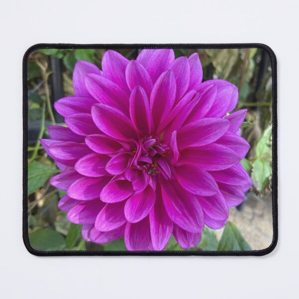 Item preview, Bright dhalia in fuchsia color designed and sold by Ponted.