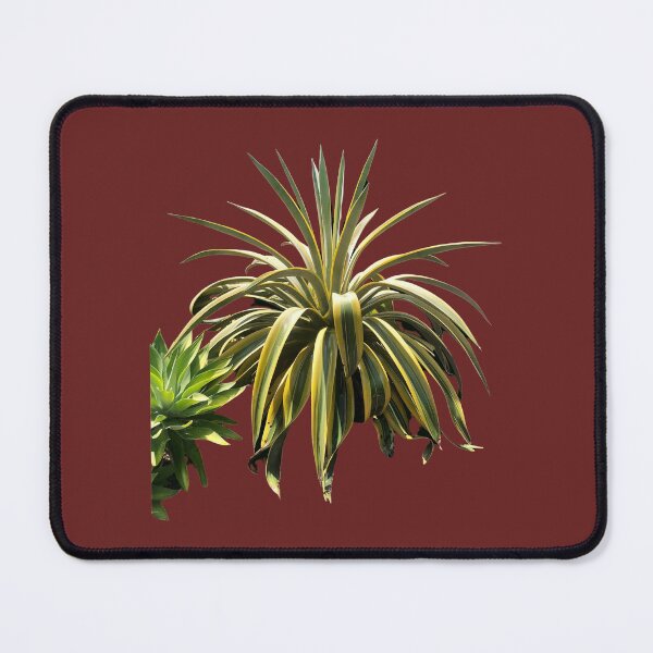 Item preview, Beautiful digital image of a Century Agave cactus  designed and sold by Floradigital.