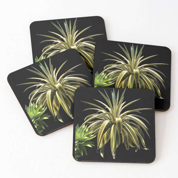 Item preview, Beautiful digital image of a Century Agave cactus  designed and sold by Floradigital.