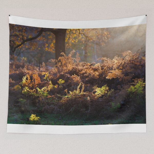 Item preview, Bracken Lit by Morning Light, Richmond Park designed and sold by Graham Prentice.