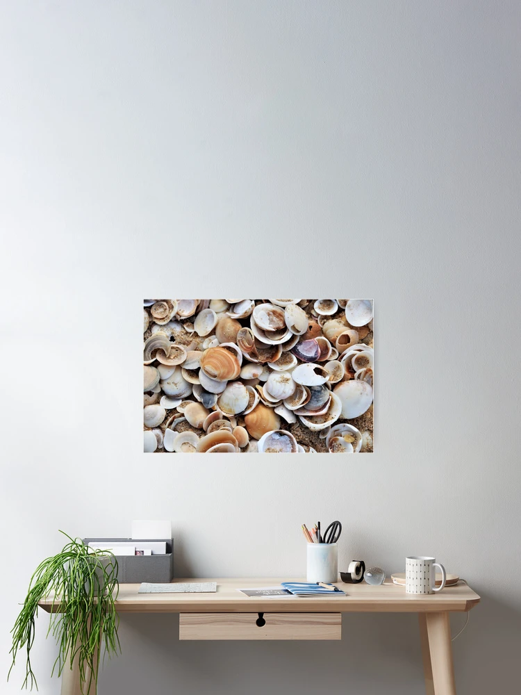 Thumbnail 2 of 3, Poster, Shells designed and sold by Gillian Anderson LAPS, AFIAP.