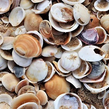 Artwork thumbnail, Shells by Gillian Anderson LAPS, AFIAP