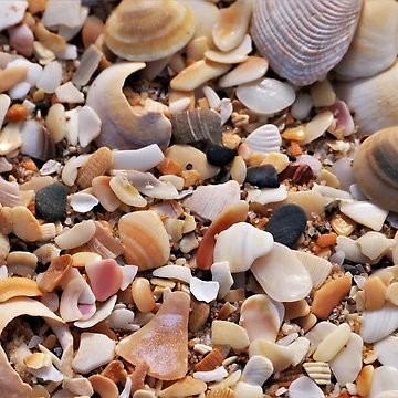 Artwork thumbnail, Shells 2 by Gillian Anderson LAPS, AFIAP