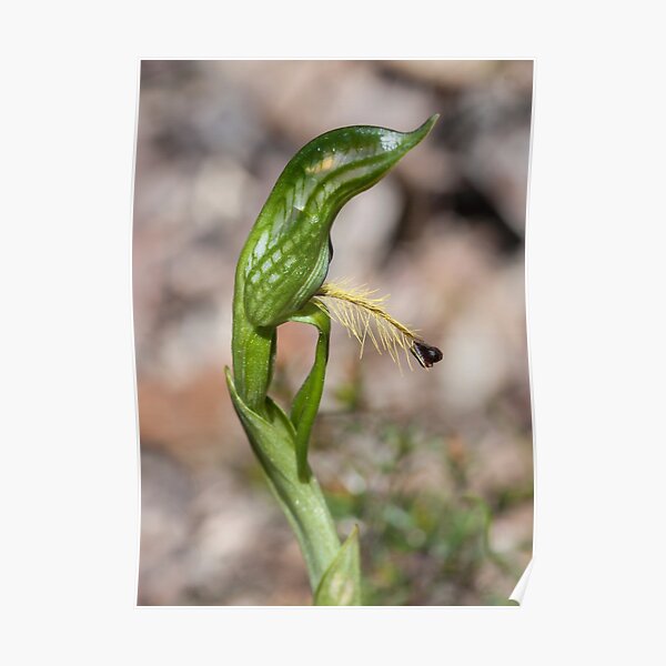 ~ Plumed Greenhood ~ Poster