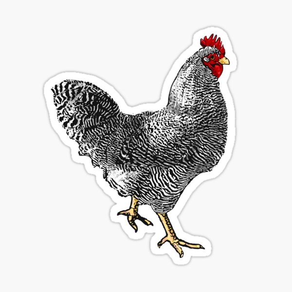 Item preview, Barred Rock designed and sold by Katie Morris Art.