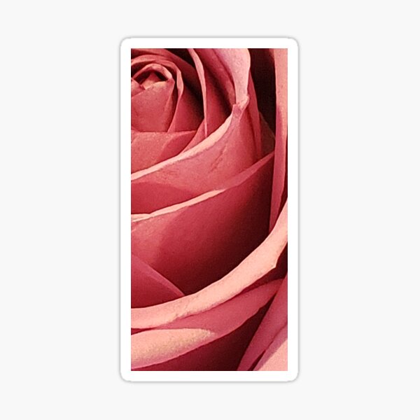 Rose. Sticker