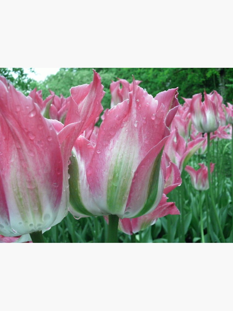 "Keukenhof Tulips" Sticker for Sale by Raerean Redbubble