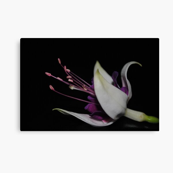 Item preview, Fallen Blossom designed and sold by Sandra Fortier.