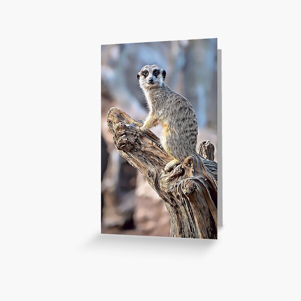 Meerkat Magic, Photography + Digital Art Greeting Card