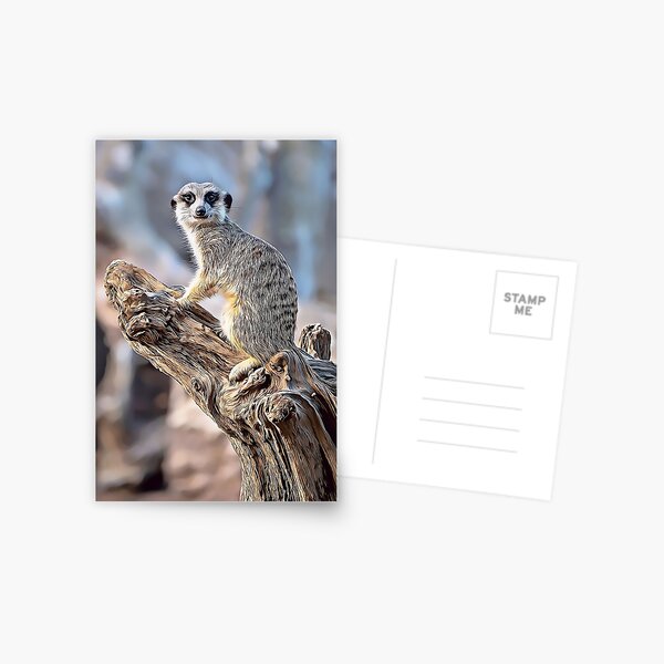 Meerkat Magic, Photography + Digital Art Postcard