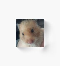 hamster Acrylic Block