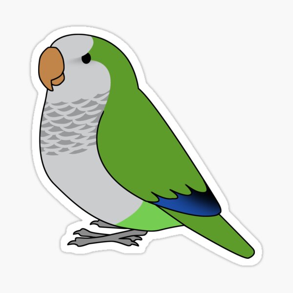 Fluffy wild green quaker parrot cartoon drawing Fluffy wild green quaker parrot cartoon drawing
