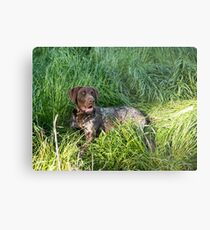 Just chilling in the green grass..... Metal Print