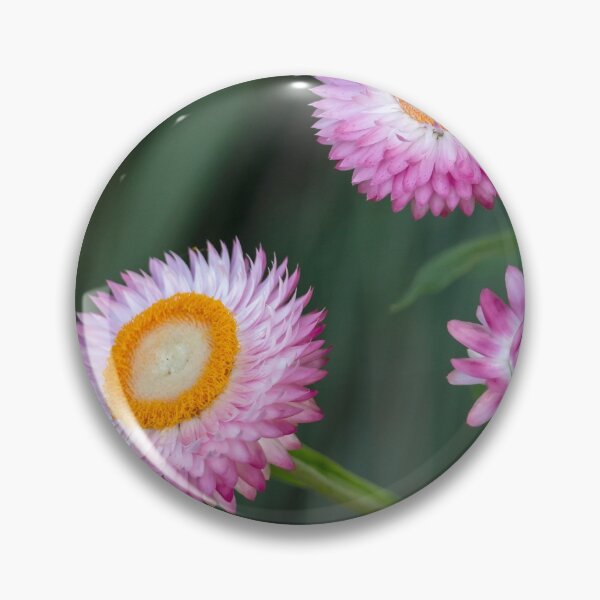 Item preview, Paper Daisies In Full Bloom designed and sold by Andrew Goodall.