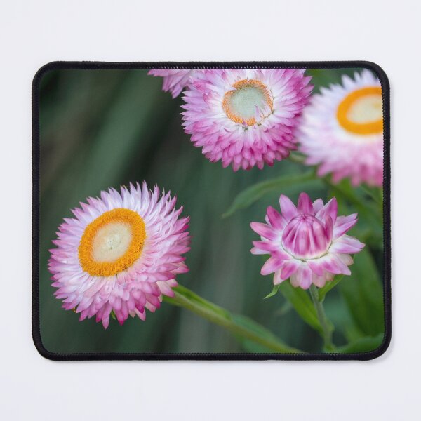 Item preview, Paper Daisies In Full Bloom designed and sold by Andrew Goodall.