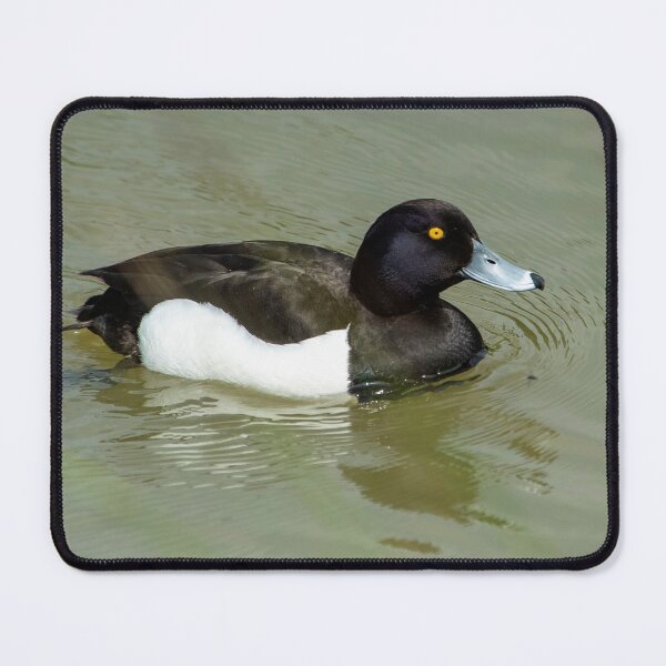 Item preview, Tufted Duck (I) designed and sold by DonMc.