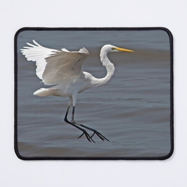 Item preview, Great White Egret in Flight designed and sold by DonMc.