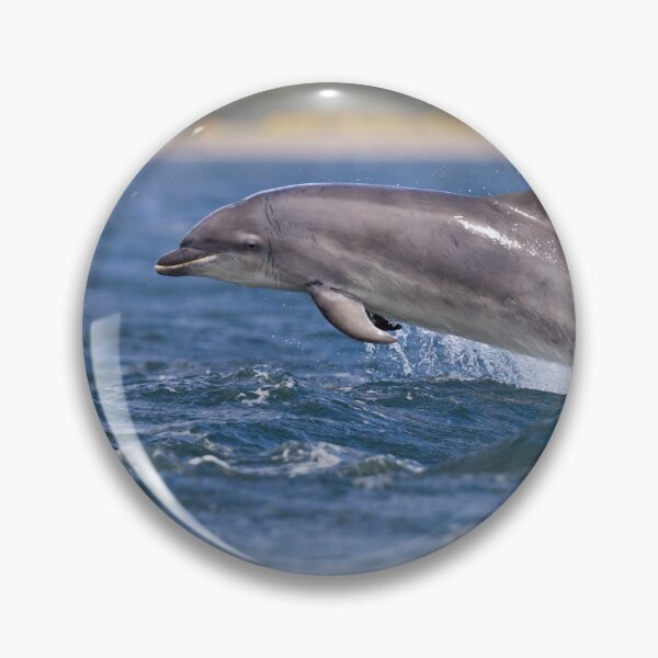 Item preview, Young wild dolphin designed and sold by chanonry.