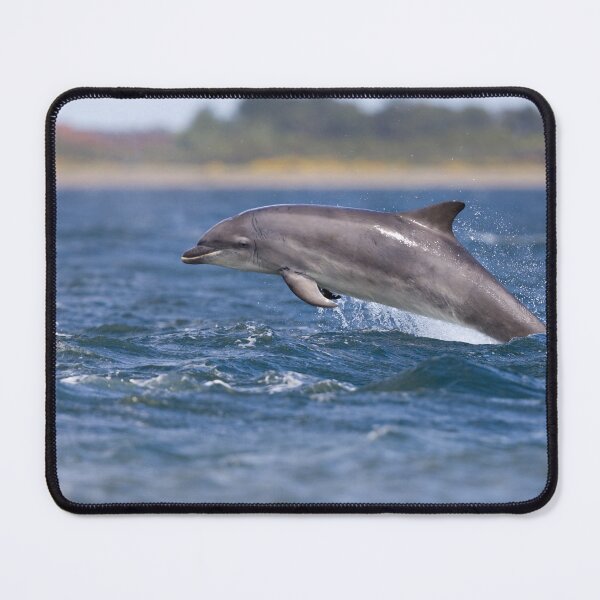 Item preview, Young wild dolphin designed and sold by chanonry.