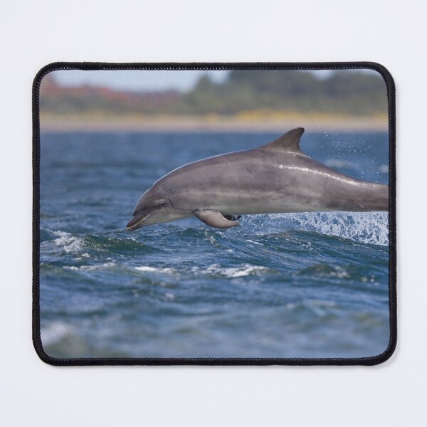 Item preview, Copy of Young wild dolphin designed and sold by chanonry.