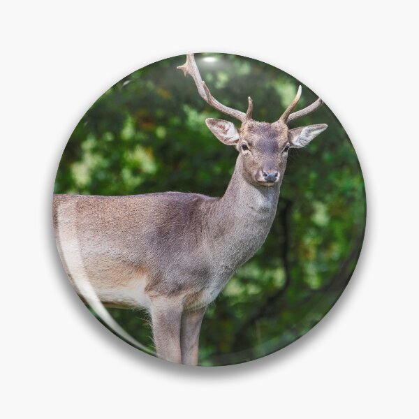 Item preview, Fallow Deer Buck (II) designed and sold by DonMc.