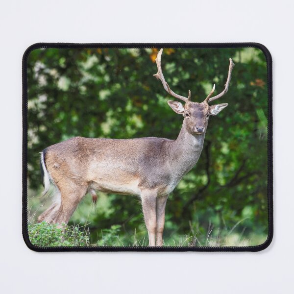 Item preview, Fallow Deer Buck (II) designed and sold by DonMc.