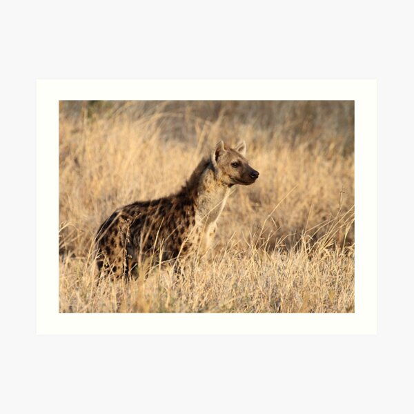 Spotted Hyena, Serengeti National Park, Tanzania. Art Print