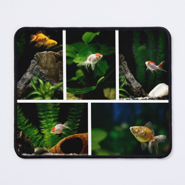 Item preview, Goldfishes in the tank designed and sold by Pino 'Delfino' Esposito.