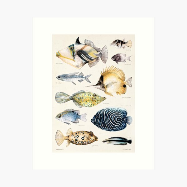 Fish of Tanzania (1) Art Print