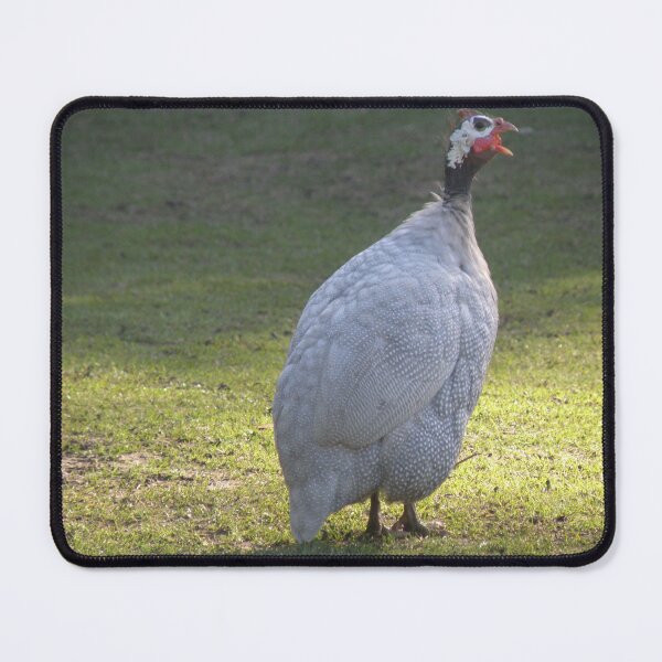 Item preview, Cute Guineafowl Squawking Photograph designed and sold by naturegallery.