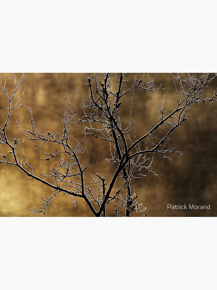 Thumbnail 3 of 3, Photographic Print, In the light of an autumn morning designed and sold by Patrick Morand.