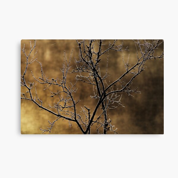 In the light of an autumn morning Canvas Print