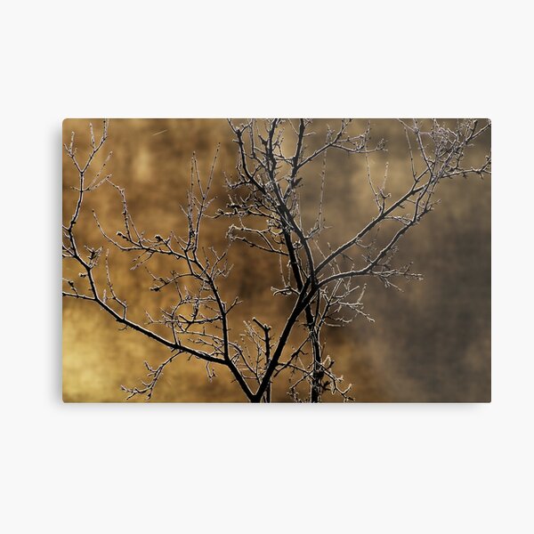 In the light of an autumn morning Metal Print