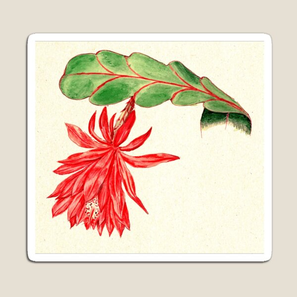 Aperçu de l'œuvre Illustration Vintage de cactus d'orchidée créée et vendue par lilach-e.