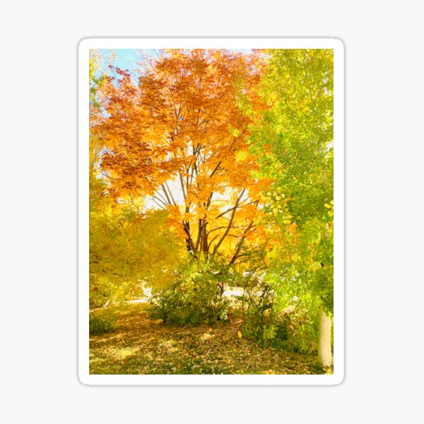 Fall trees Sticker
