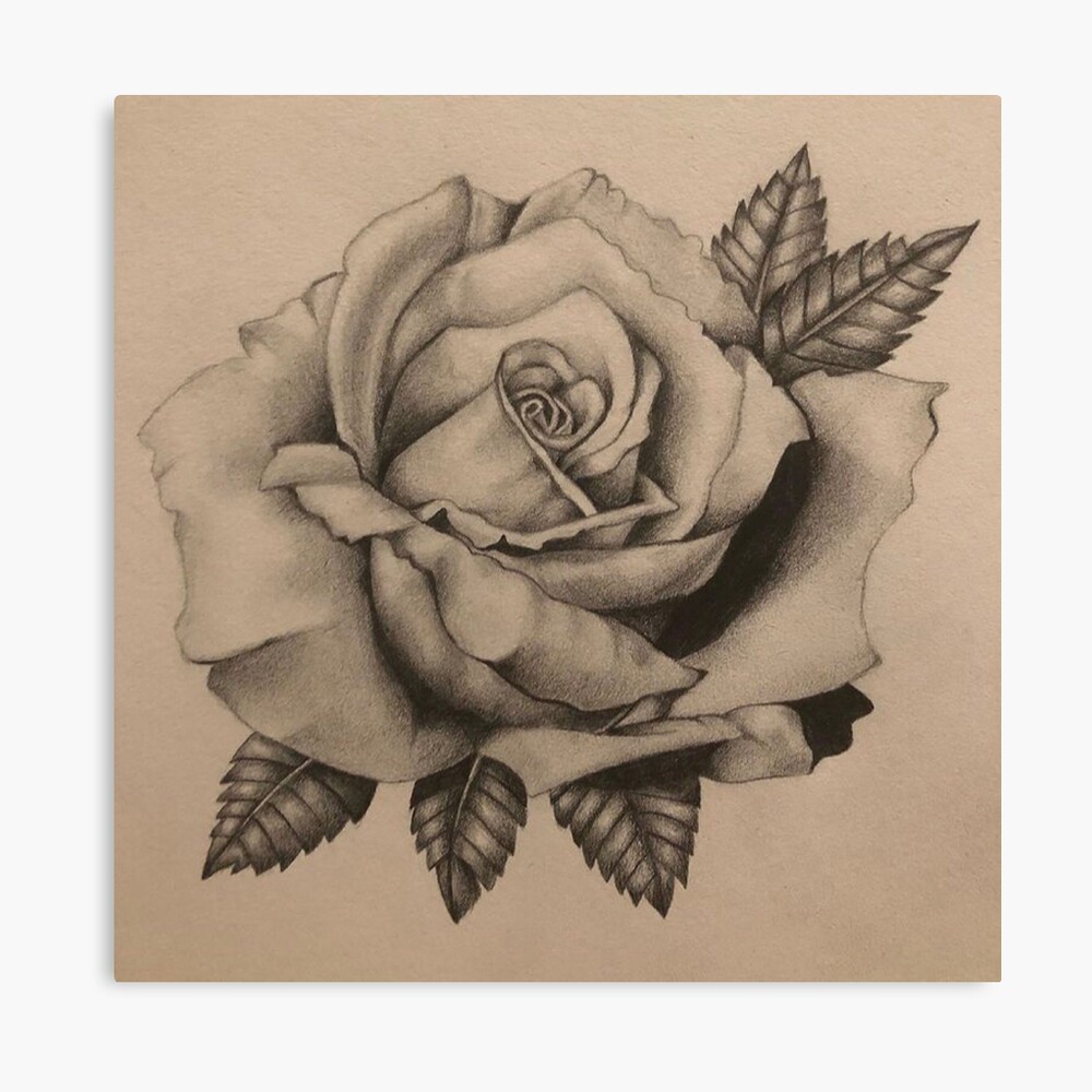 Roses sketch. Drawing rose, arrangement floral and leaves. B