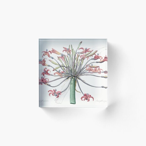Item preview, Ilustración vintage de lirio de Josephine designed and sold by lilach-e.