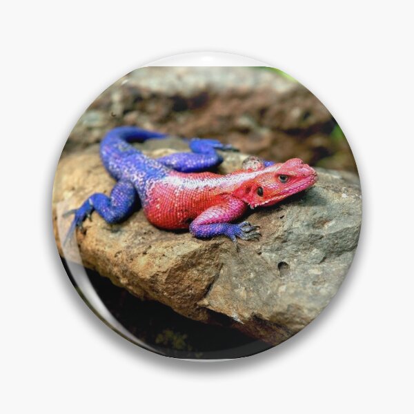 Item preview, Agama Lizard  designed and sold by DocSaunders.