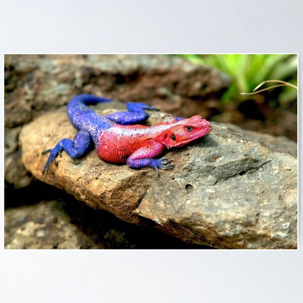 Item preview, Agama Lizard  designed and sold by DocSaunders.
