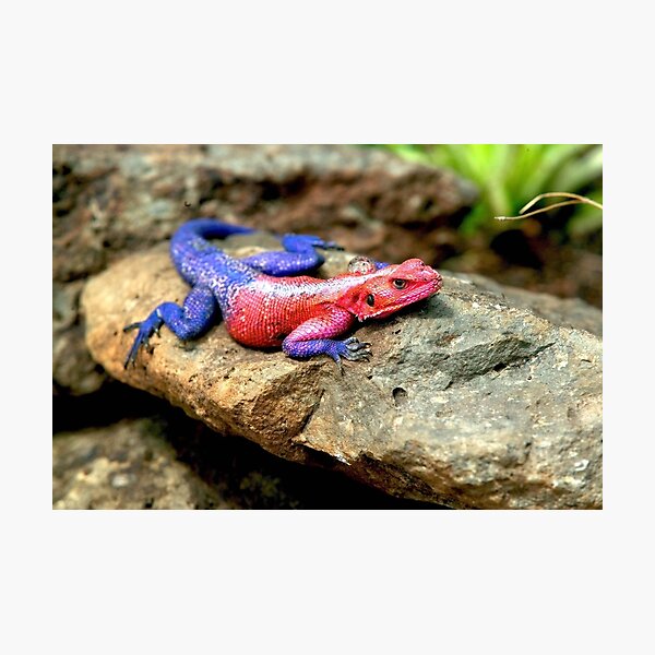 Item preview, Agama Lizard  designed and sold by DocSaunders.