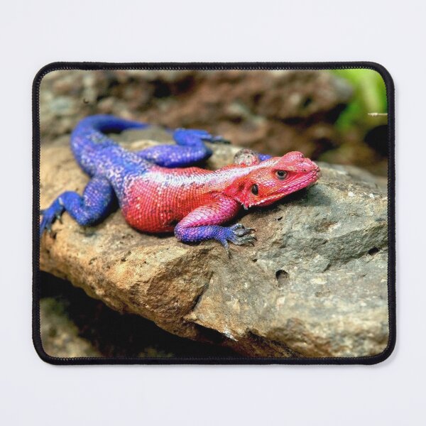 Item preview, Agama Lizard  designed and sold by DocSaunders.