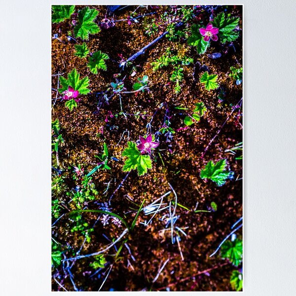 Artikelvorschau, Forest Floor entworfen und verkauft von Jesse Rowbotham.