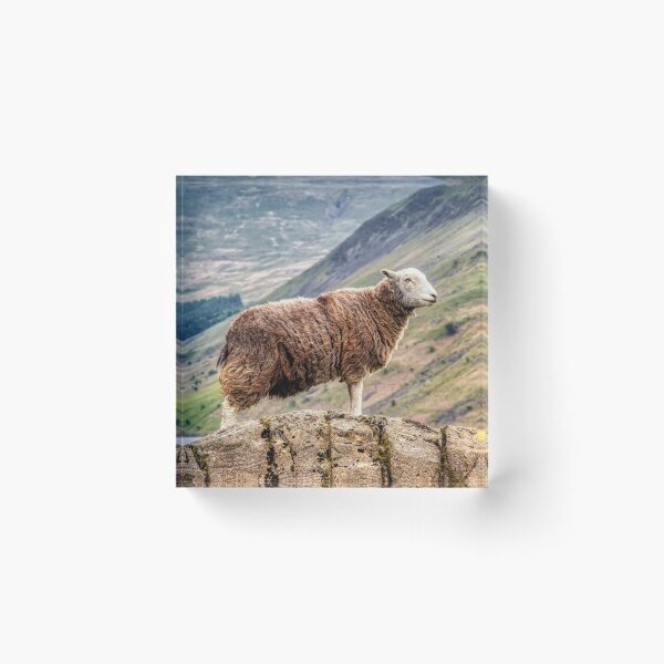 Item preview, Herdwick Sheep designed and sold by derekbeattie.