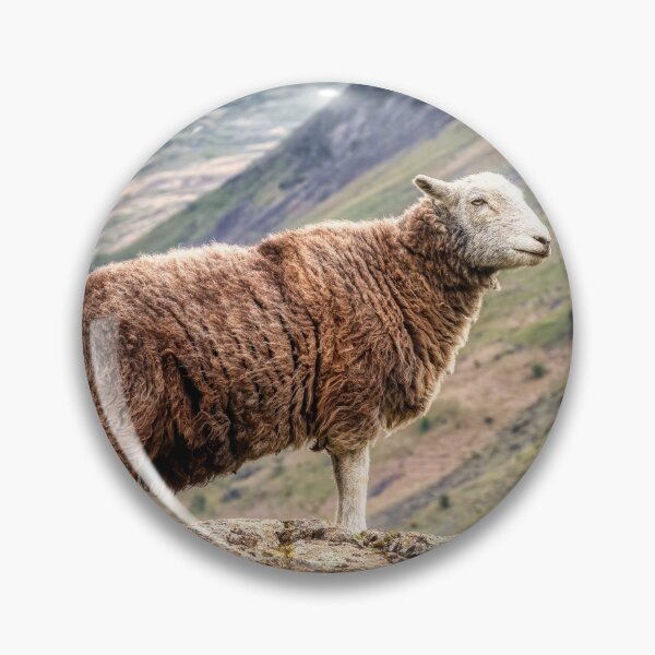 Item preview, Herdwick Sheep designed and sold by derekbeattie.