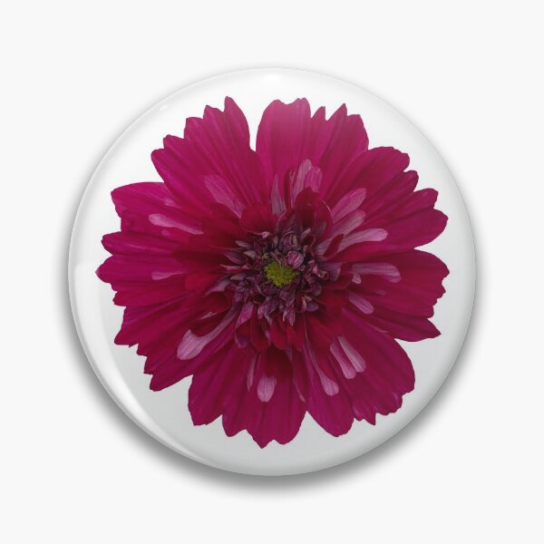Item preview, Pink Cosmos Flower Still Life Floral Photography designed and sold by CottoVerdi.