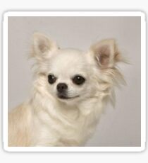 chihuahua Sticker