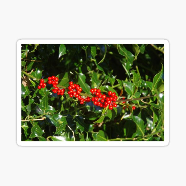 Item preview, The Holly Bush designed and sold by lezvee.